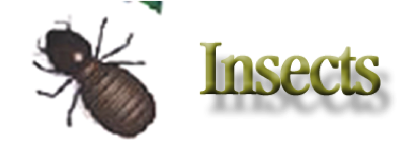 01Insects.png